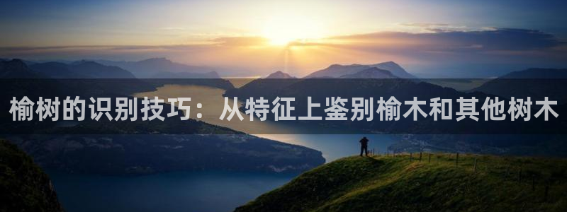 摩根娱乐宝的代理方式:榆树的识别技巧:从特征上鉴别榆木和其他树木